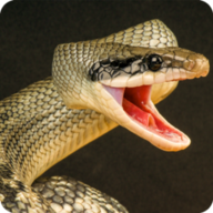 ���߿񱩣�Anaconda Rampage��v1.0.11 ���°�