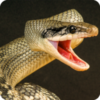 ���߿񱩣�Anaconda Rampage��v1.0.11 ���°�