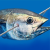 ��������Fishing Hunterv1.0 ��׿��