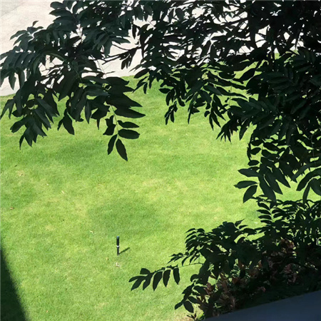 �򵥿�ȴ�����ĵı���ͼ���� ������Ҷ�ͽ��µķ�