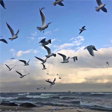 �򵥿�ȴ�����ĵı���ͼ���� ������Ҷ�ͽ��µķ�