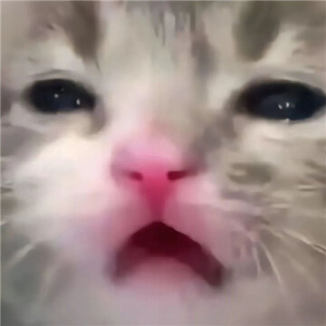 ���Ϻܻ�ĳ�è����ɳ���ֺ�Ц �������ϵ���Ϣ����ϼ�