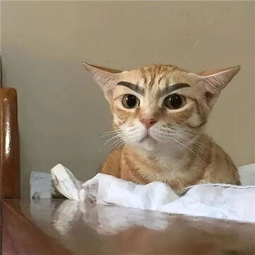 ���Ϻܻ�ĳ�è����ɳ���ֺ�Ц �������ϵ���Ϣ����ϼ�