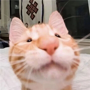 ���Ϻܻ�ĳ�è����ɳ���ֺ�Ц �������ϵ���Ϣ����ϼ�