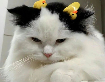 ɹ��ҵ֤���İ���� �õ���ҵ֤����Ĭ˵˵