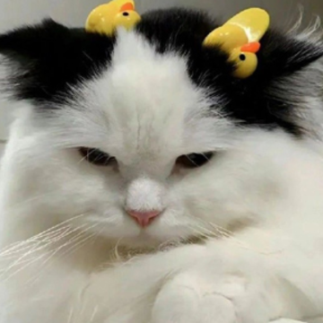 ɹ��ҵ֤���İ���� �õ���ҵ֤����Ĭ˵˵