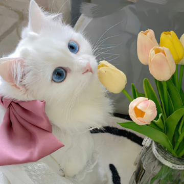 ��̬�ø�ִ��Ů��ǩ�� ����Ů���ӵ�ǩ��