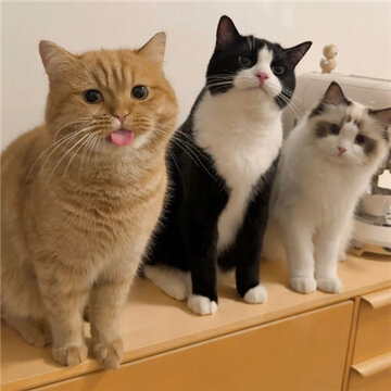 �����ֺ������ĸɾ���ͼ ��Ҳ�ܺ���Ҳ�ܺø�����ʱ��Ϊ����