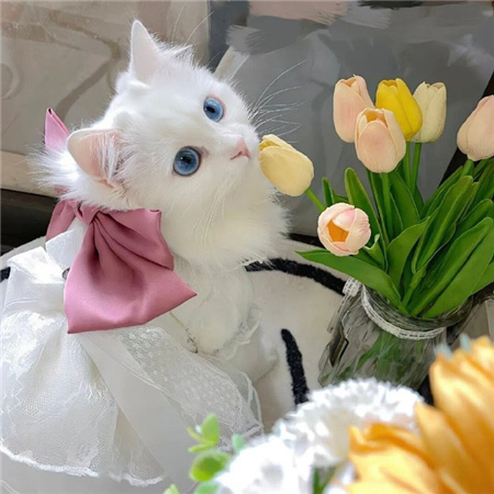 �����ֺ������ĸɾ���ͼ ��Ҳ�ܺ���Ҳ�ܺø�����ʱ��Ϊ����