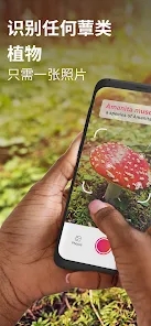 Picture MushroomĢ��ʶ��ɨһɨv2.9.1 ��׿��