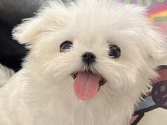 ��ǰ���ļ��ǩ�� д���Լ��ĳ�����ǩ��