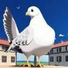 ����ð��Pigeonv1.3.2 ��׿��