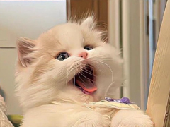 �ļ�������ҧ���ķ���˵˵ ������ҧ�ѵķ���˵˵