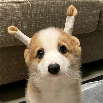 �ɰ����ѵ���ͷͷ���� ���紵�������²�����