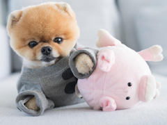 �������Ŀɰ��ǳƲ���ײ�� �������ȵĹ����ǳ�