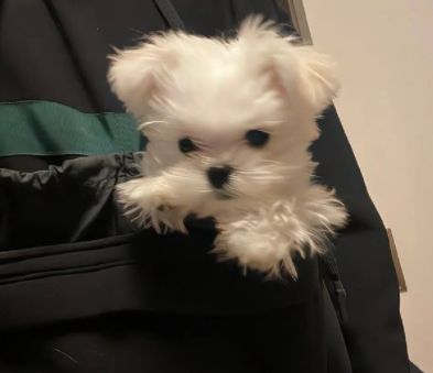 �뷢�ͷ����ճ���Լ��ϵ�İ� ���շ�������Ƭ�̾�