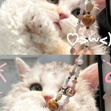 ���ɰ����ֺ����۵�è���ֽ �崿����СèƤ���ϼ�