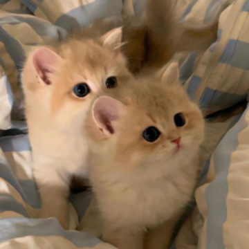 Ъ����������¼һ��һ�׵� ����Ъ�������İ�