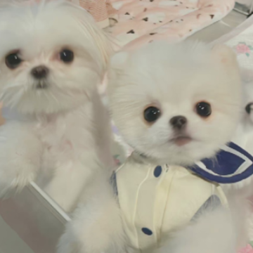 �ʺ�ɹ������ʱ���Ŀɰ��İ� ��ĩ���޵���Ƥ����Ȧ
