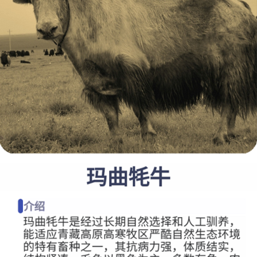 指尖牧场 指尖牧场