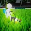 草坪粉碎机(Lawn Crusher)v1.0 安卓版