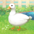 Ѽ�����ɼ�Duckv1.2 ��׿��