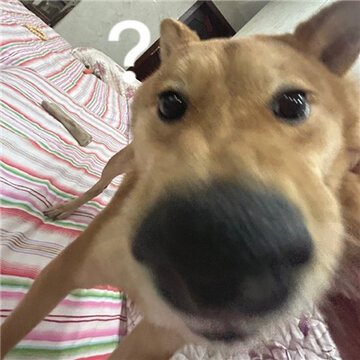 ���蹷��ˮӡ������� ƨ��ð�������