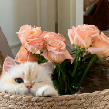 һЩ�������󡱵�΢��ɳ���İ� ���ϳ��˱ر�����Ĭ��¼