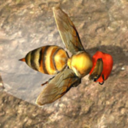 蜂巢模拟器3d(Bee Nest Simulation 3D)v1.0.1 安卓版
