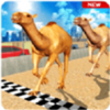 ɳĮ����ģ����Camel Desert Race Simulatorv1.2 ��׿��