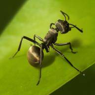 ���ϵ�������ģ����The Antsv1.0.0.1 ��׿��