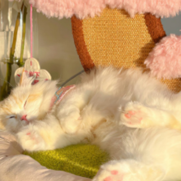 ��������ף��������Ȧ��� ����������������İ�