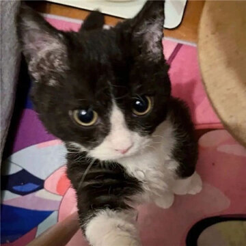èè������ͼƬ������ˮӡ���ɰ� �Ӵ��������㸺������
