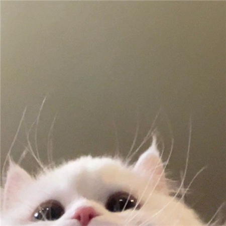 èè������ͼƬ������ˮӡ���ɰ� �Ӵ��������㸺������