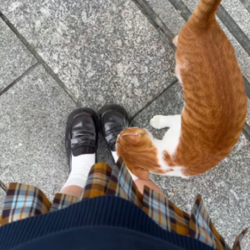 �ʺ�΢��QQ�õĳ����ɰ����Զ��ظ����� ����Ƥ���Զ��ظ��İ�