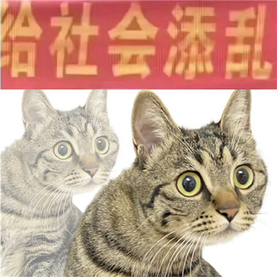 2024阴阳怪气的猫猫表情 讲话阴阳怪气表情合集