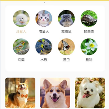 宠本本 宠本本