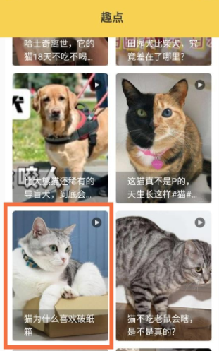 宠本本 宠本本