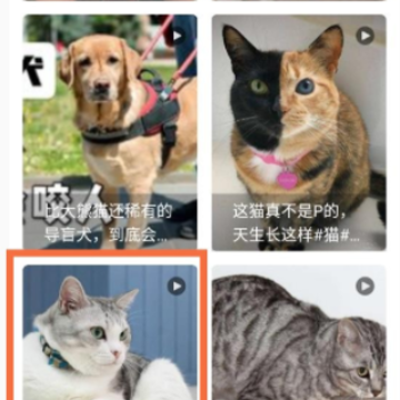 宠本本 宠本本