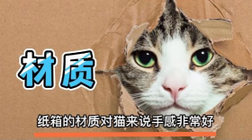 宠本本 宠本本