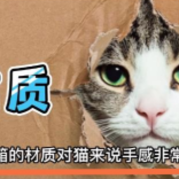 宠本本 宠本本