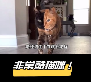 宠本本 宠本本