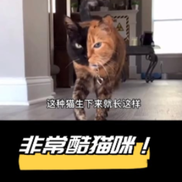 宠本本 宠本本