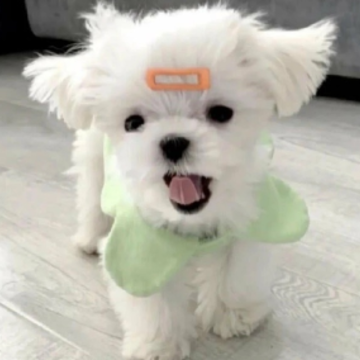 �������к�ļ�ǿ˵˵ �뿪���к���ø��õ�˵˵