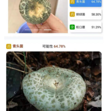 菌窝子(识别蘑菇) 菌窝子(识别蘑菇)