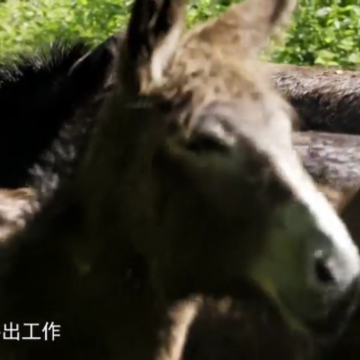 超秒直播 超秒直播