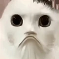 èè����ҹv1.0 ��׿��