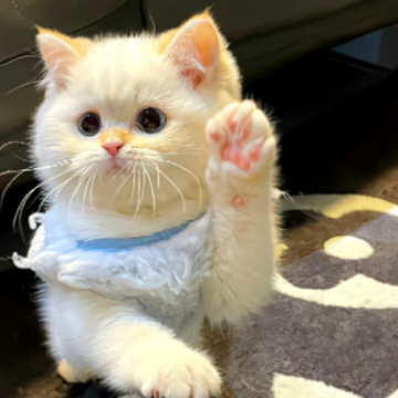 ��������׷����İ��̾� ׷����ֵĺ����̾�
