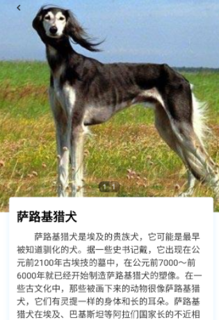 缘宠 缘宠