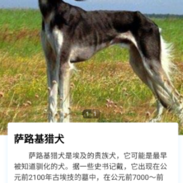 缘宠 缘宠